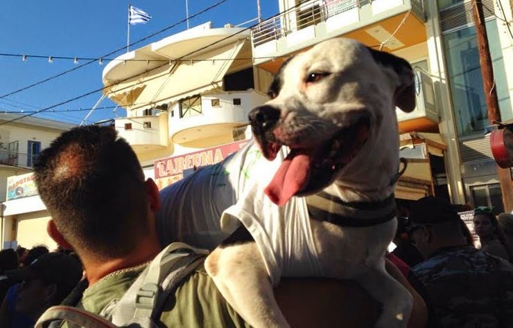 Η Μάγκυ έγινε «μάρτυρας» - Οργή για τη δολοφονία της σκυλίτσας στην Εύβοια 