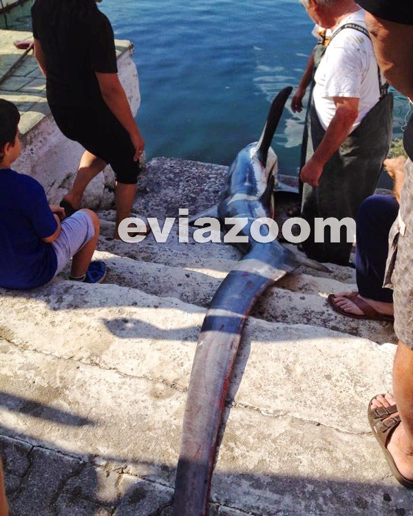 Εύβοια: Ψάρεψαν σκυλόψαρο 3,5 μέτρων (pics)