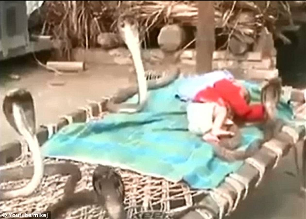 Μωρό κοιμάται ήσυχο αφού το προστατεύουν τέσσερις... κόμπρες! (pics+video)