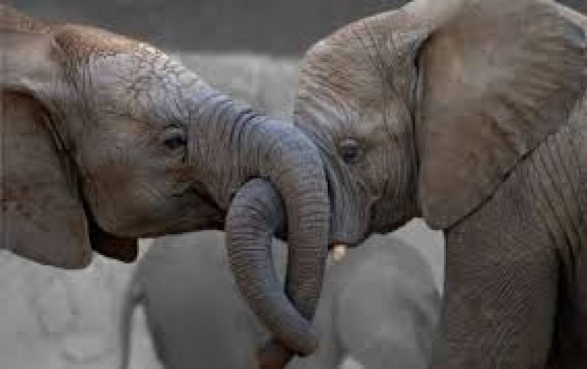 Οι ελέφαντες... διαθέτουν την καλύτερη μύτη