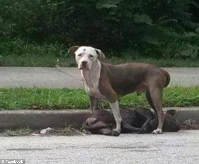 Συγκινητικό: Τραυματισμένος σκύλος πενθεί το νεκρό του ταίρι (pics) 