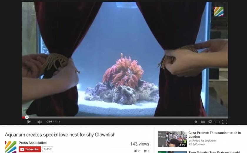 Έβαλαν... κουρτίνα σε ενυδρείο γιατί τα ψάρια ήταν ντροπαλά! (βίντεο)