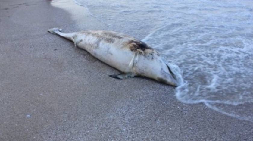 Βρέθηκε νεκρό δελφίνι στην Πειραϊκή