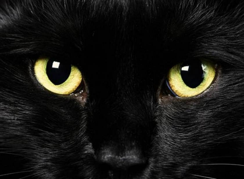 Γιατί οι μαύρες γάτες θεωρούνται κακότυχες
