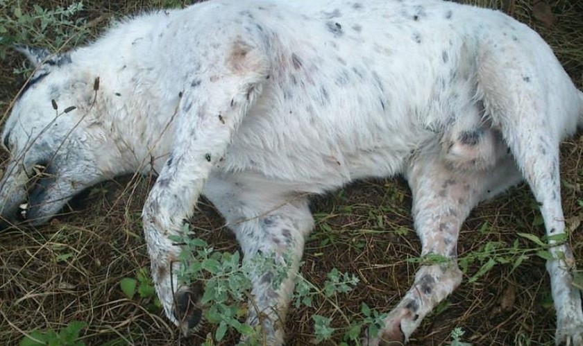Κοζάνη: Νέα κτηνωδία – Νεκρά από φόλα δύο σκυλάκια