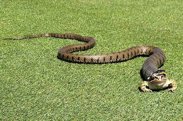 Απίστευτο: Φίδι καταπίνει... βάτραχο! (pics)