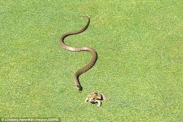 Απίστευτο: Φίδι καταπίνει... βάτραχο! (pics)