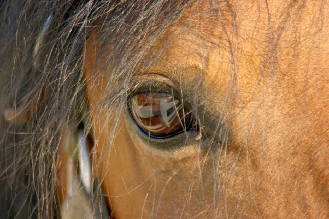 Έντεκα άλογα δηλητηριάστηκαν στον ποταμό Αχέροντα