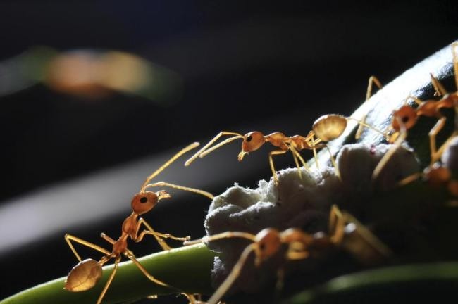 Τα μυρμήγκια στέλνουν μήνυμα σε ανθρώπους; (pics)