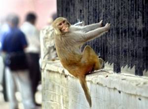 Η πιο άχαρη δουλειά του κόσμου! Κάνουν τα σκιάχτρα για τις... μαϊμούδες