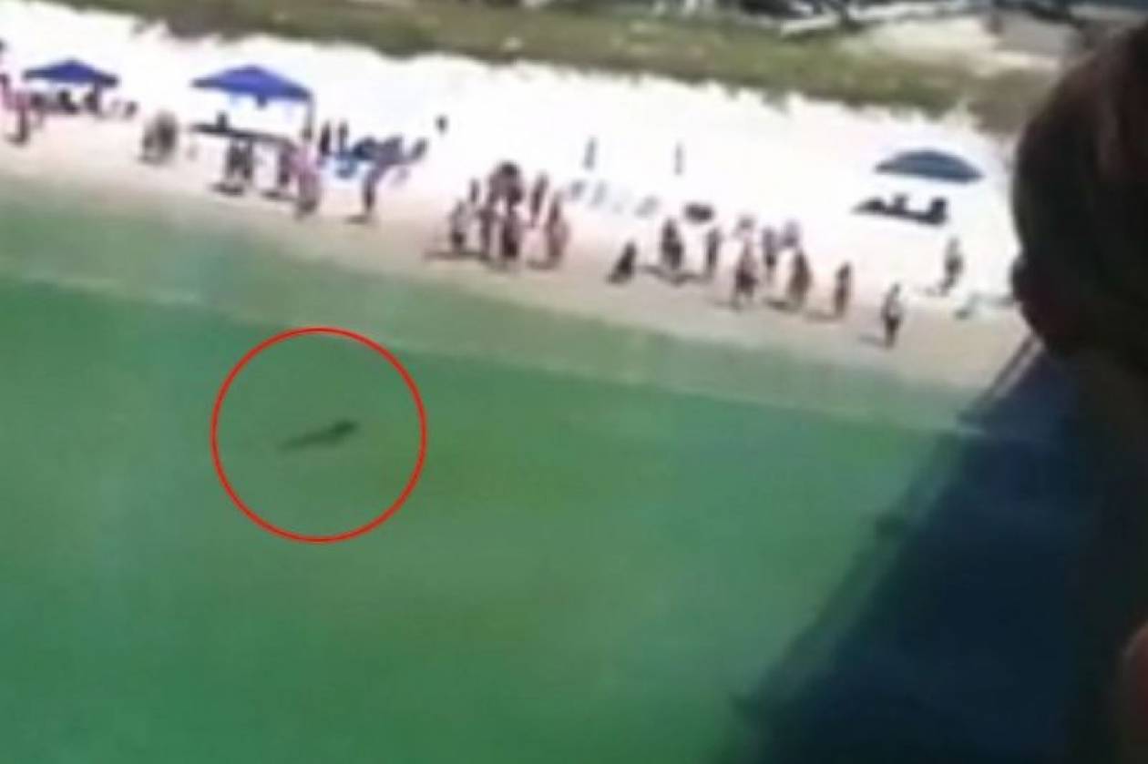 Τρόμος στη Φλόριντα: Σφυροκέφαλος πλησίασε την ακτή! (video)
