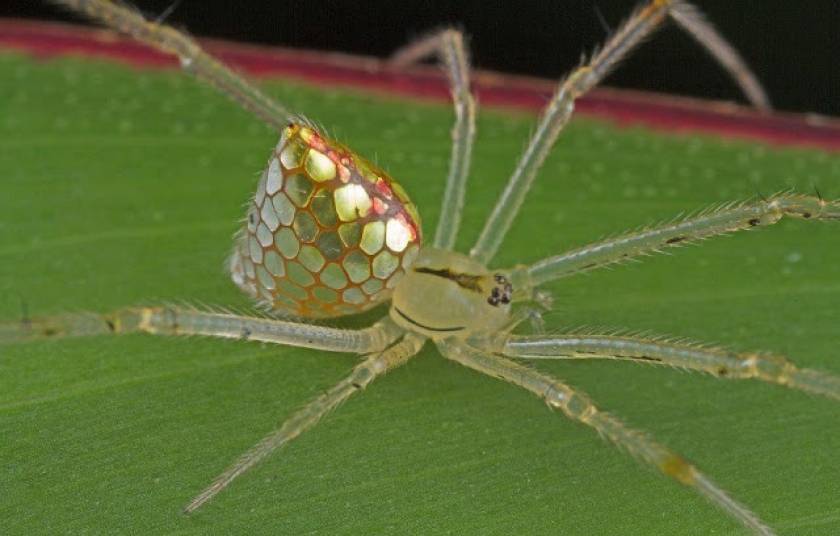 Οι πιο όμορφες αράχνες του κόσμου που λάμπουν! (pics)