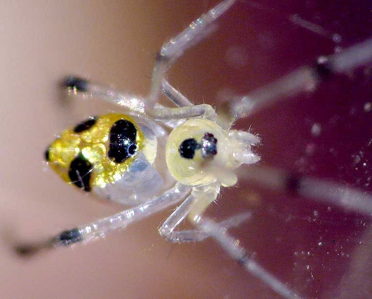 Οι πιο όμορφες αράχνες του κόσμου που λάμπουν! (pics)