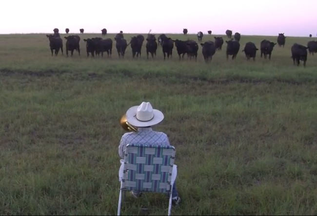 Δεν υπάρχει! Αγρότης καλεί τις... αγελάδες του με ένα τρομπόνι! (pics+video)