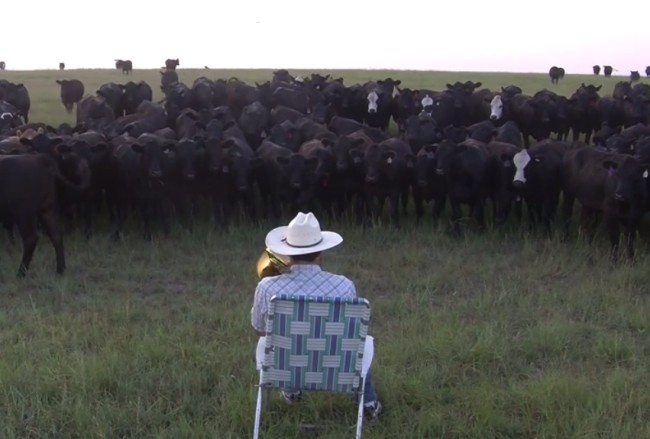 Δεν υπάρχει! Αγρότης καλεί τις... αγελάδες του με ένα τρομπόνι! (pics+video)