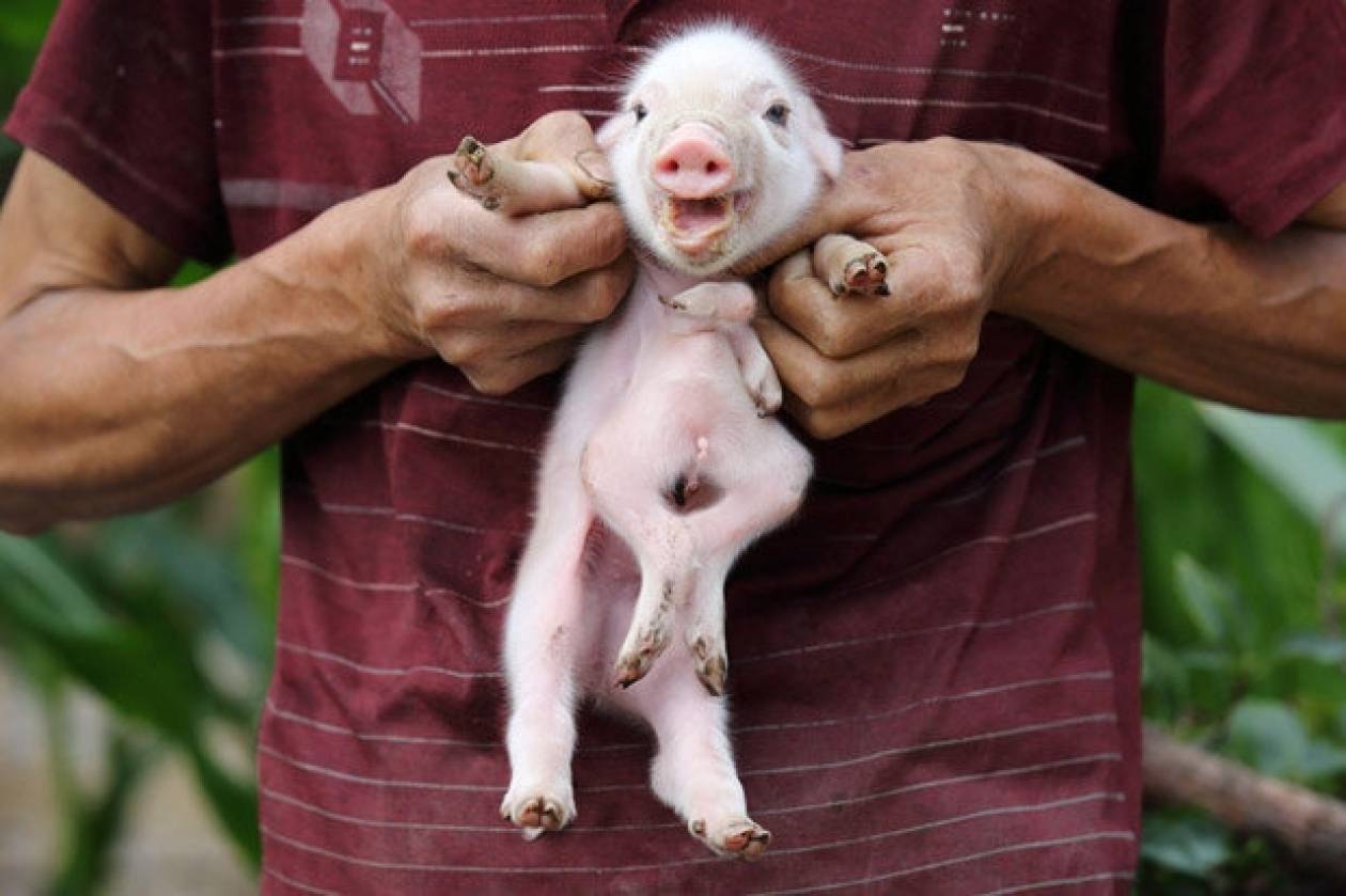 Γεννήθηκε γουρούνι με... οκτώ πόδια! (pics)