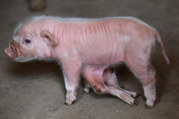 Γεννήθηκε γουρούνι με... οκτώ πόδια! (pics)