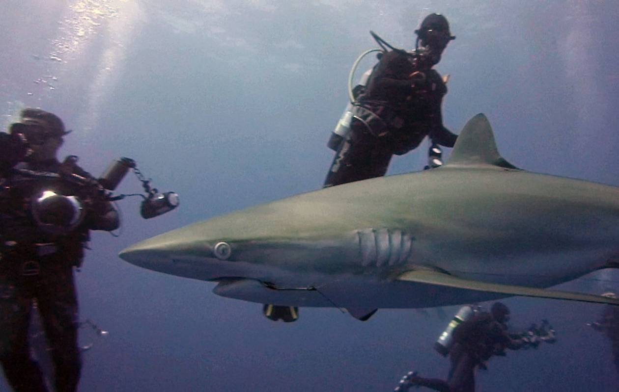 ΗΠΑ: Θαρραλέοι δύτες έβγαλαν αγκίστρι από καρχαρία! (video+photos)