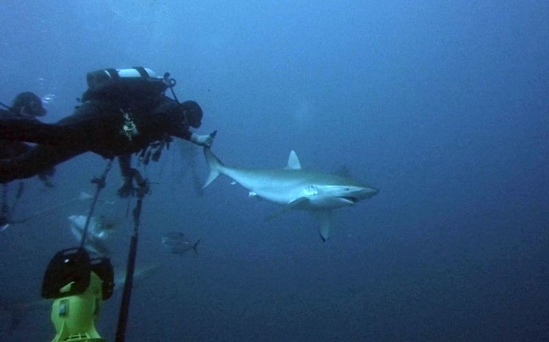 ΗΠΑ: Θαρραλέοι δύτες έβγαλαν αγκίστρι από καρχαρία! (video+photos)