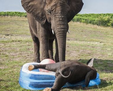Ελεφαντάκι δροσίζεται σε πλαστική πισίνα (pics)