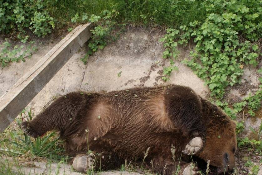 Πρέσπα: Δύο αρκούδες νεκρές από σφαίρες (pics)