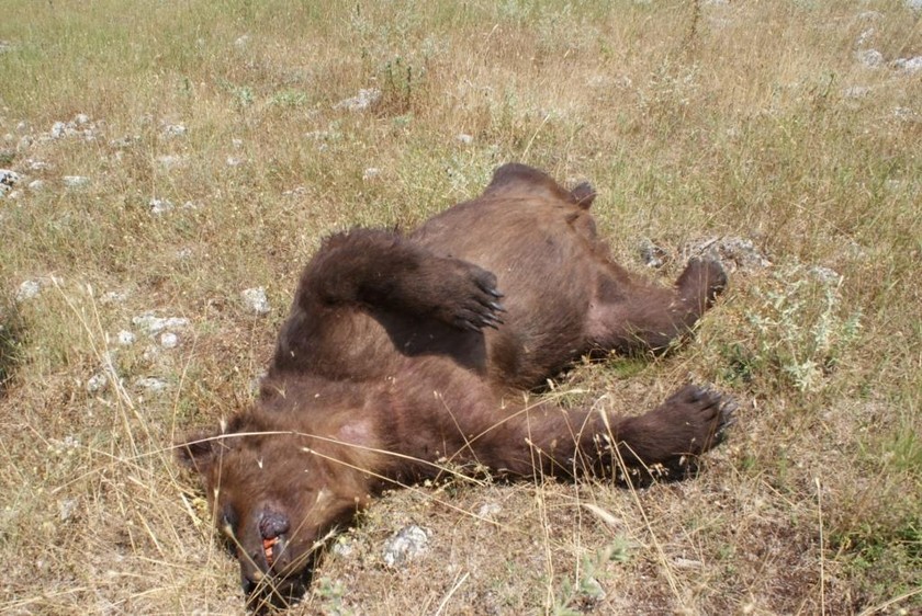 Πρέσπα: Δύο αρκούδες νεκρές από σφαίρες (pics)
