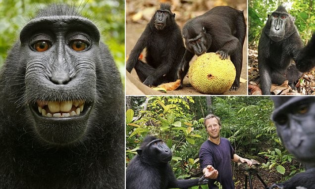 Η selfie της μαϊμούς μπορεί να του κοστίσει... 17.000 ευρώ! (pics)