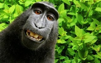 Η selfie της μαϊμούς μπορεί να του κοστίσει... 17.000 ευρώ! (pics)