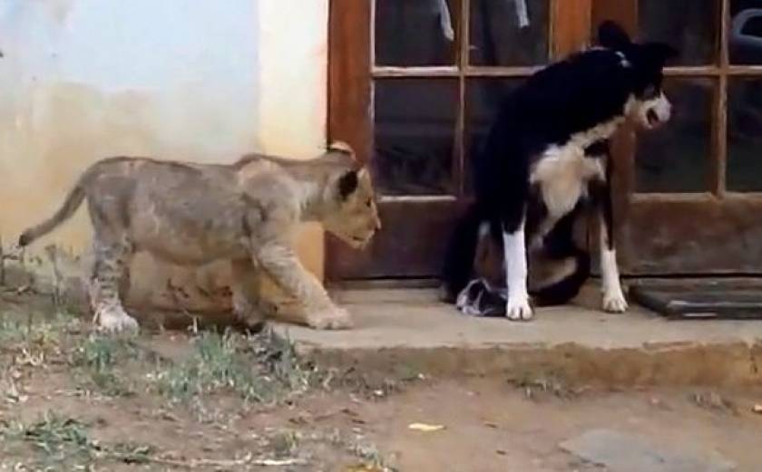 Είδε το λιοντάρι και ακόμα... τρέχει ο σκύλος (video)