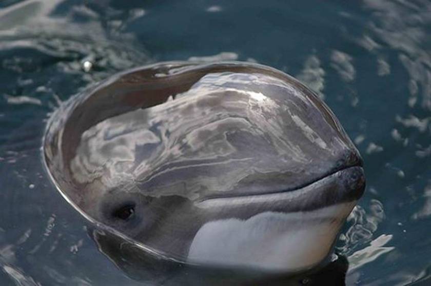Σμύρνη: Ξεβράστηκε δελφίνι με δύο κεφάλια! (photo)