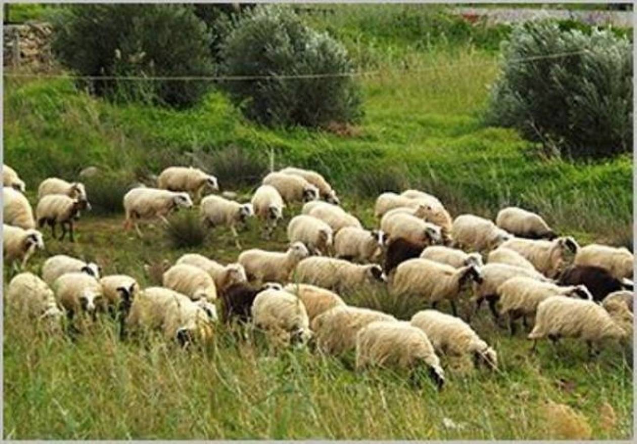 Σέρρες: Δηλητηριάστηκε κοπάδι με πρόβατα - Σε απόγνωση η κτηνοτροφική οικογένεια