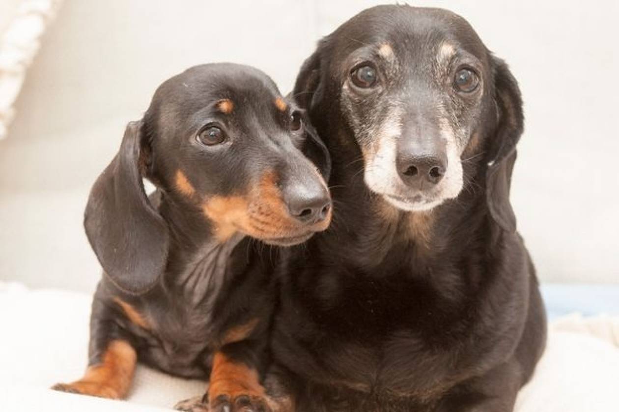 Το πρώτο κλωνοποιημένο σκυλί της Βρετανίας συνάντησε τη «μητέρα» του