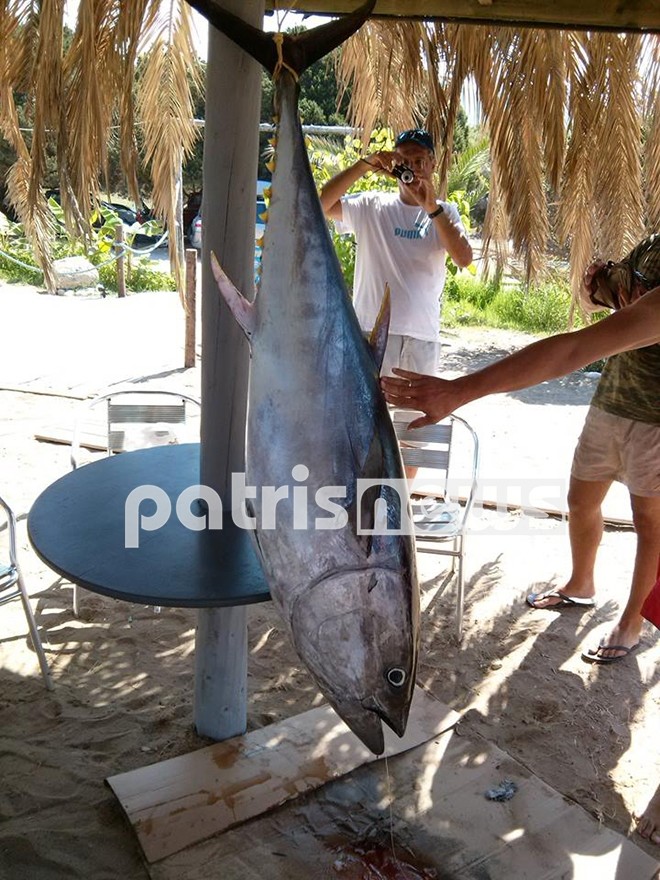 Ηλεία: Ψαράδες αλίευσαν τόνο 70 κιλών! (pic)