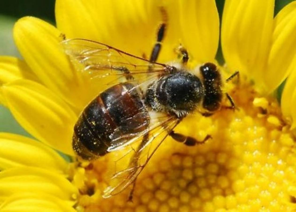 Άνδρας εξημέρωσε μέλισσα και την βγάζει βόλτα! (pics)