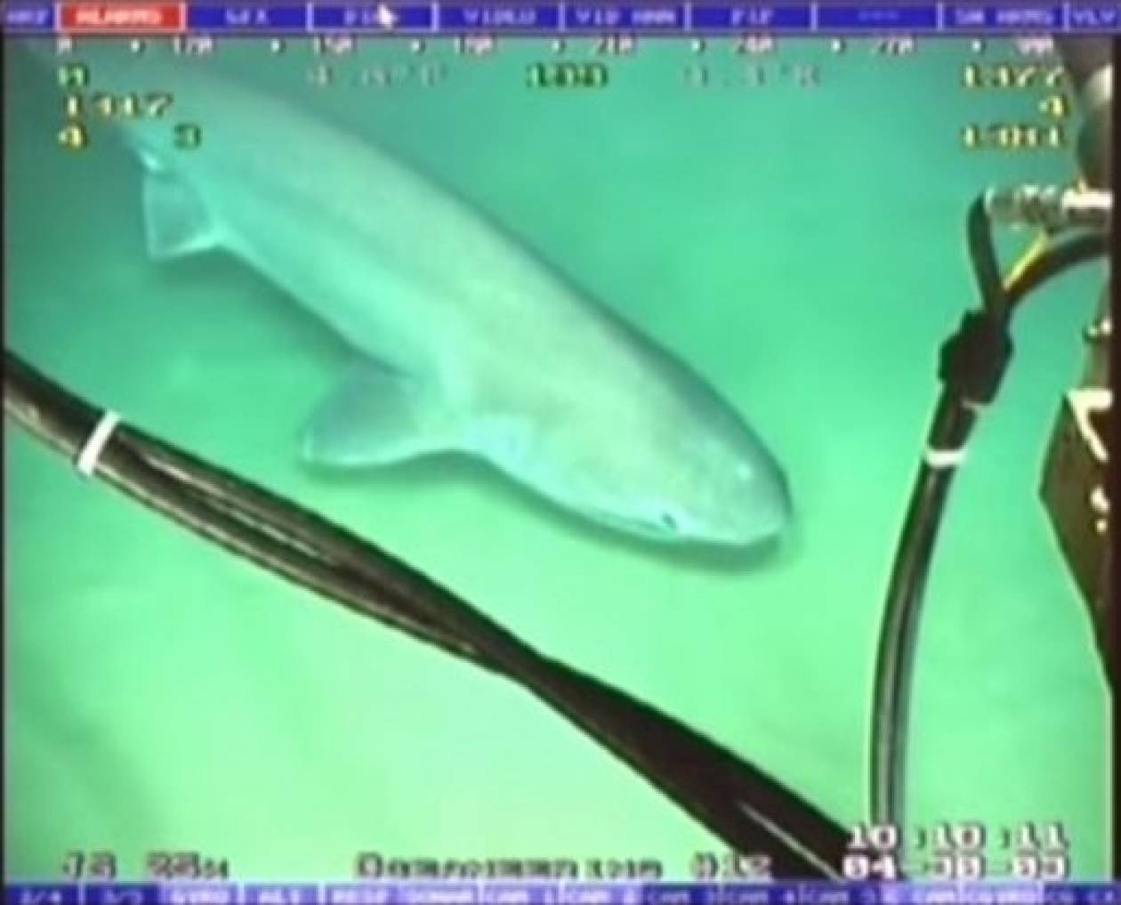 Λευκοί καρχαρίες… σαμποτάρουν το Internet (pics+vid)