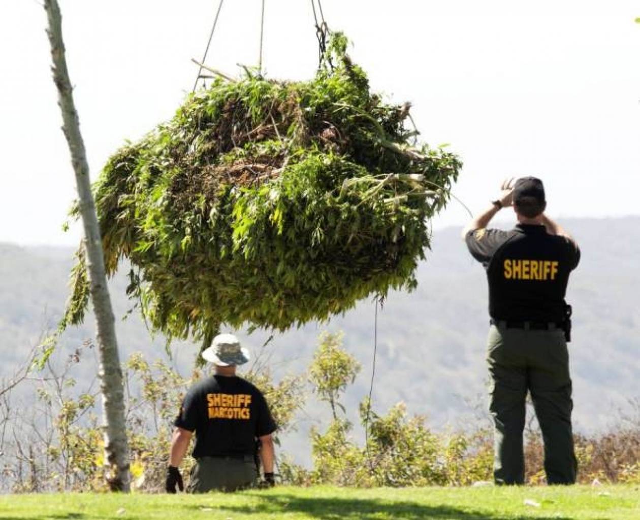 Καλιφόρνια: Καλλιεργούσαν κάνναβη 5 εκ. δολαρίων σε δημόσιο πάρκο!
