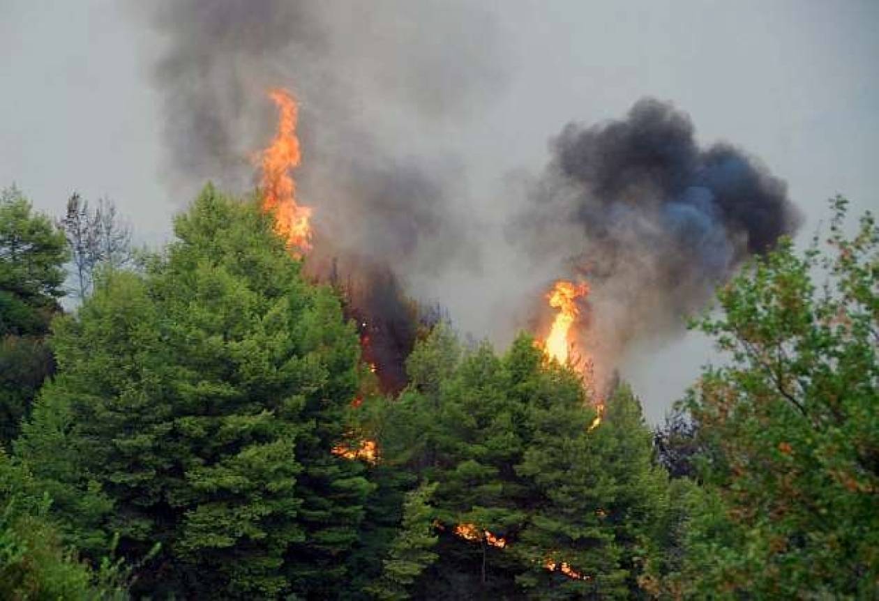 Λακωνία: Σε εξέλιξη πυρκαγιά στις Αιγιές