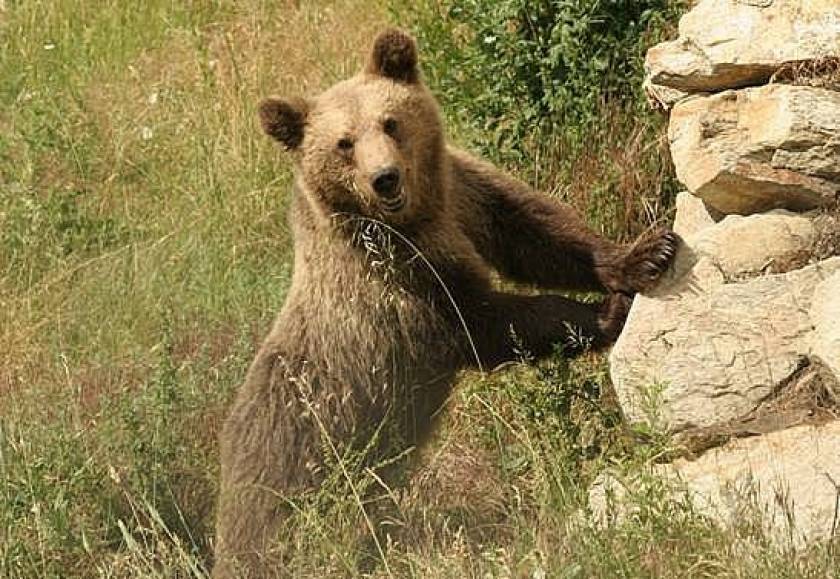 Ιωάννινα: Αρκούδα πιάστηκε σε παγίδα για αγριογούρουνα