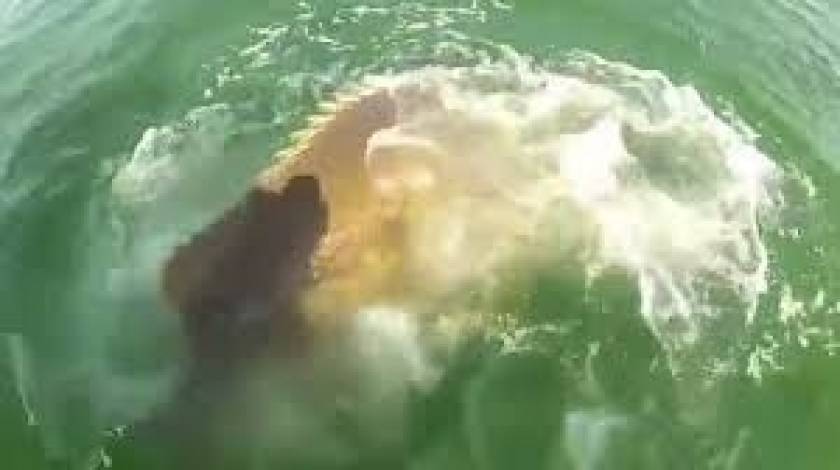 Χαμός στο YouTube: Θαλάσσιο... τέρας καταπίνει ολόκληρο καρχαρία