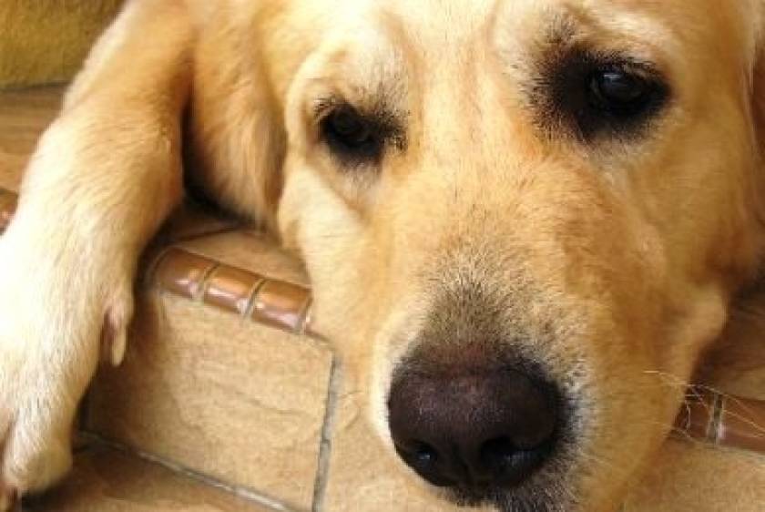 Κως: Στο αυτόφωρο ιδιοκτήτης σκύλου που το άφησε χωρίς φαγητό & νερό για να πεθάνει