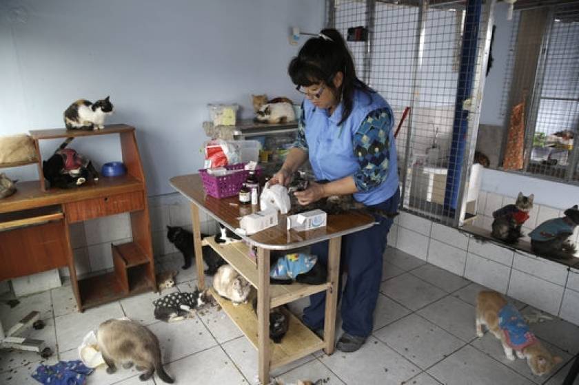 Άσυλο άρρωστων γάτων έκανε το σπίτι της μια Περουβιανή