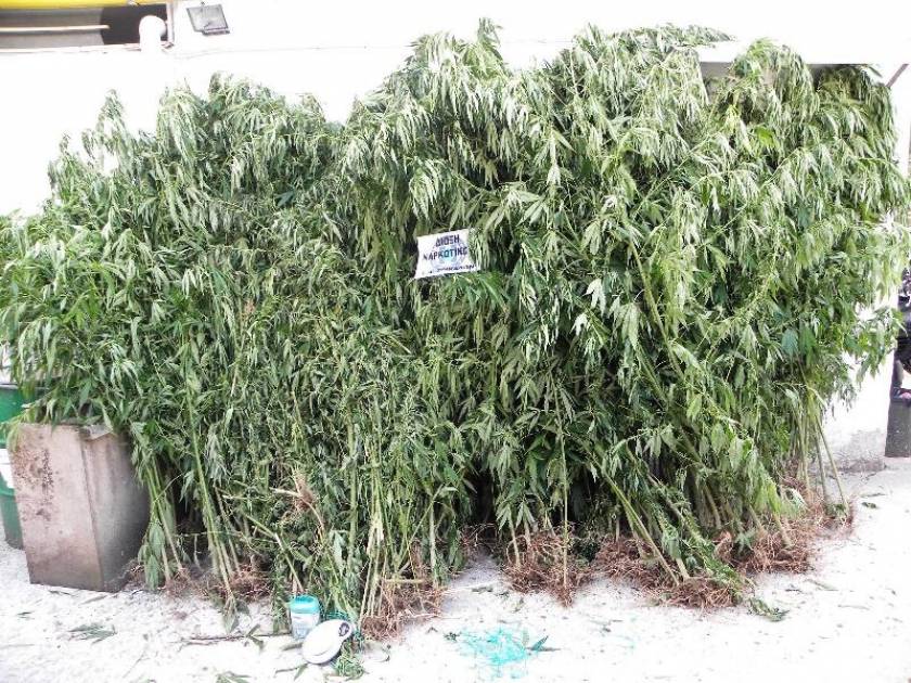 Τρίκαλα: Εντοπίστηκε φυτεία με 223 δενδρύλλια - Συνελήφθη ο καλλιεργητής