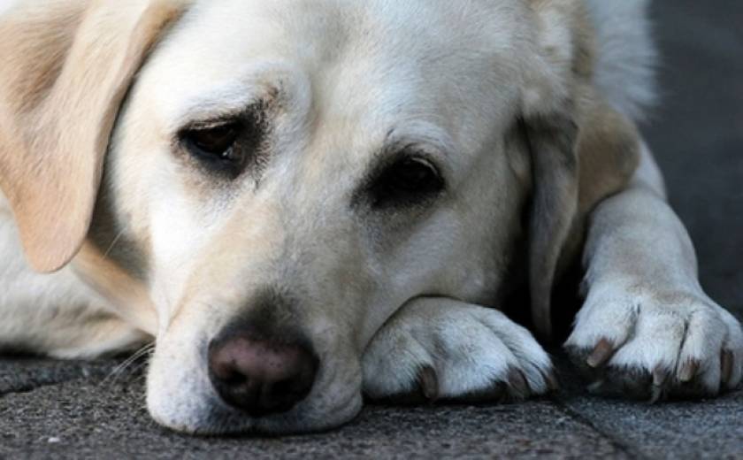 Καβάλα: Ασυνείδητος κλείδωσε σε διαμέρισμα 6 σκυλιά χωρίς νερό