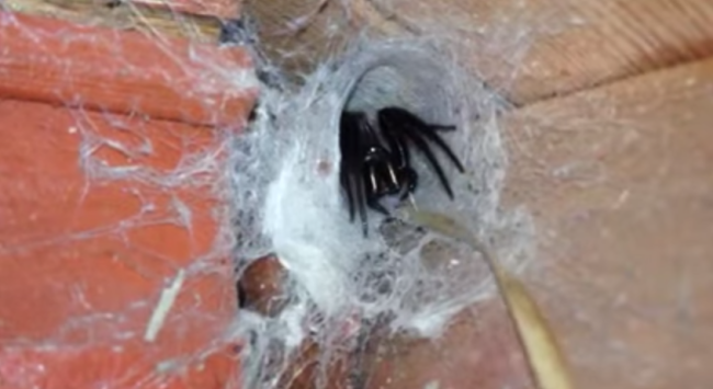 Νησιά Τσάνελ: Αυτή είναι η μεγαλύτερη αράχνη της Ευρώπης! (video)
