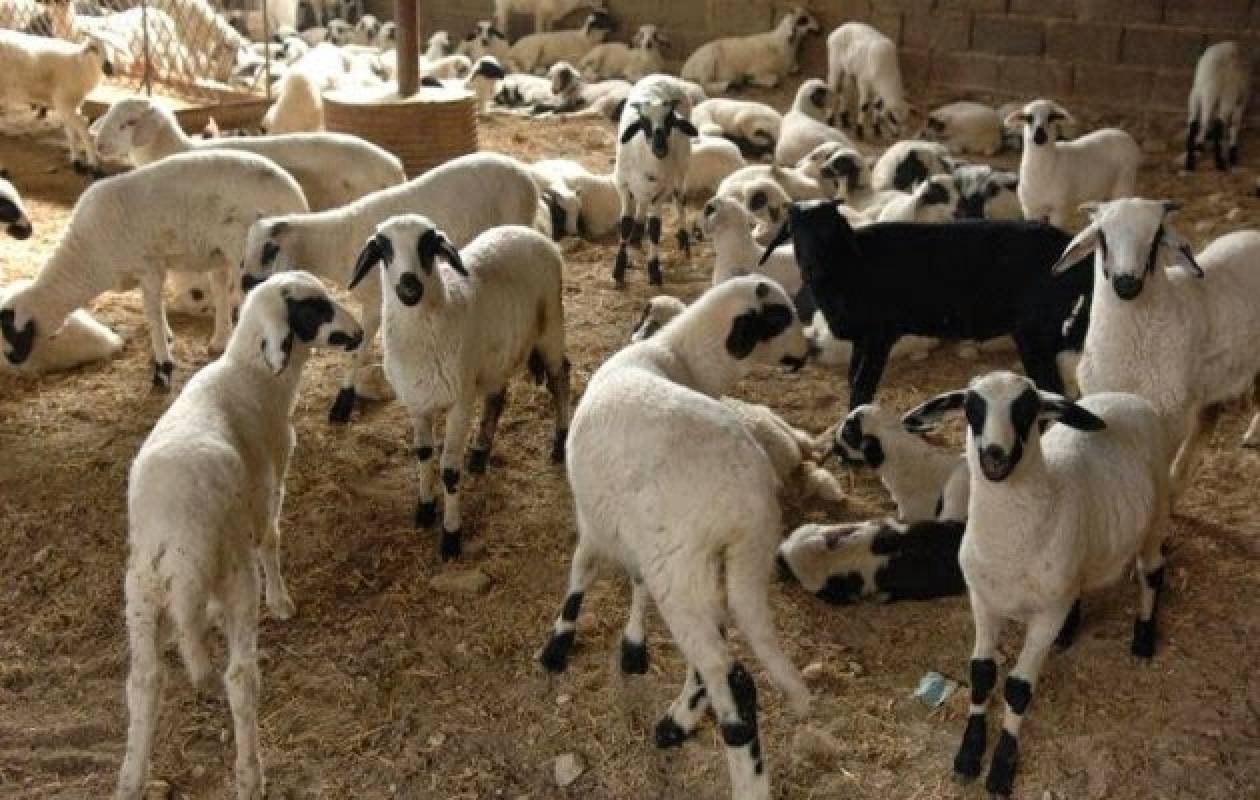Βουλγαρία: Σοβαρά προβλήματα στην κτηνοτροφία από τον καταρροϊκό πυρετό