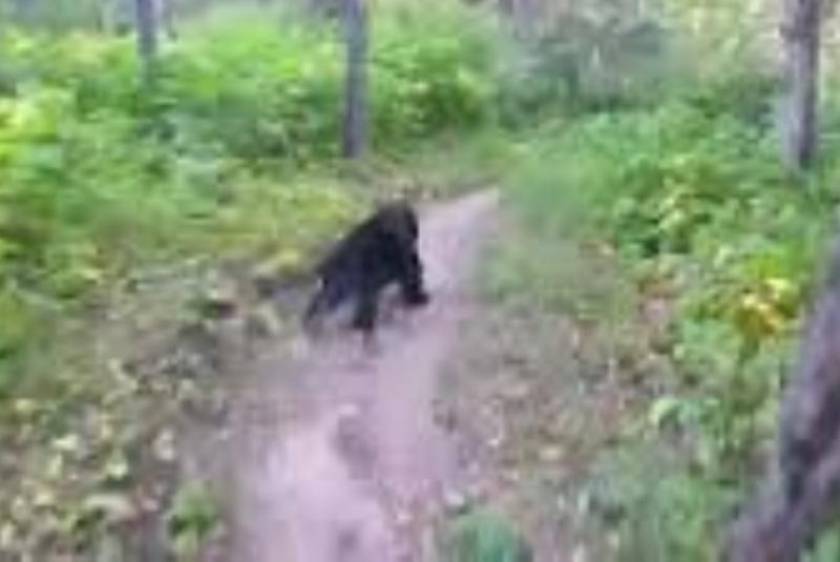 Καναδάς: Αρκούδα βγήκε στη στροφή ποδηλάτη! (video)