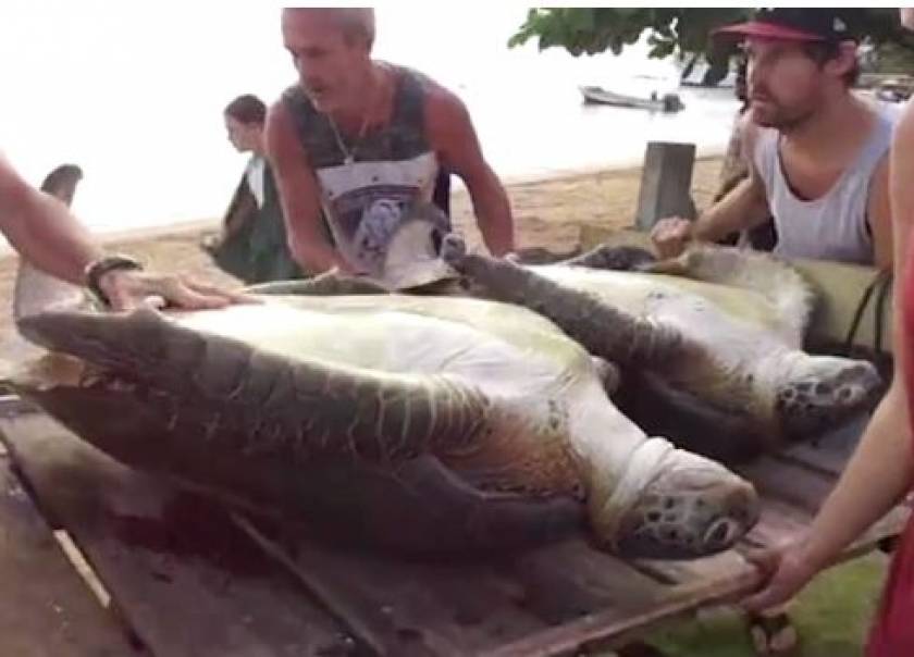 Tourist rescues sea turtles destined for meat traders