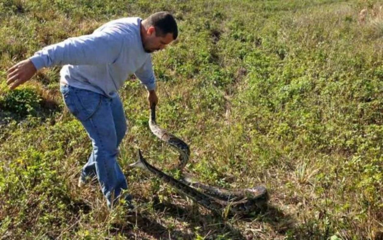 ΗΠΑ: Ο οικολόγος που παλεύει με τα φίδια! (video+photos)