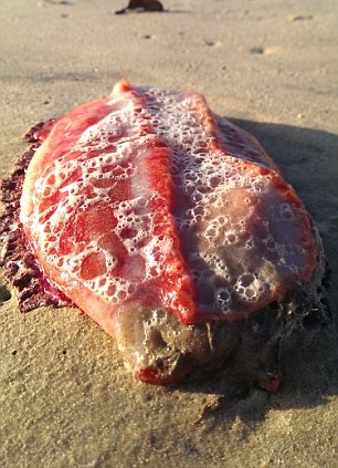 Δείτε την περίεργη, άμορφη, κόκκινη μάζα που ξεβράστηκε σε παραλία (pics)