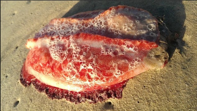 Δείτε την περίεργη, άμορφη, κόκκινη μάζα που ξεβράστηκε σε παραλία (pics)